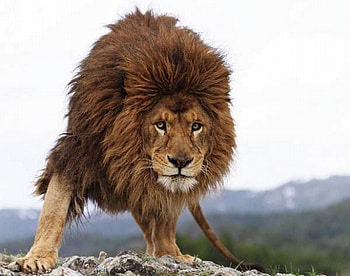 Lion, close-up, cool HD wallpaper