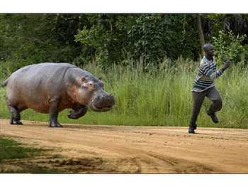 Hippo OL, scary, running, man, hippo, chase HD wallpaper