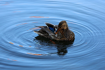 Mallard Duck, duck, birds HD wallpaper