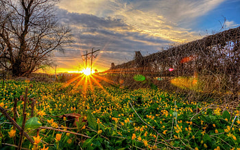 Nature, Flowers, Sunset, Grass, Field HD wallpaper