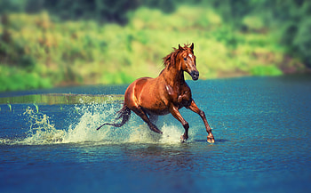 Running Horse In Water, horse, animals HD wallpaper