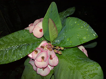 gina's flowers, different kinds HD wallpaper