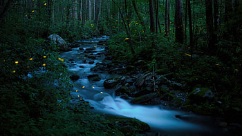 Fireflies In The Forest Of Great Smoky Mountains National Park, national-park, nature, forest HD wallpaper