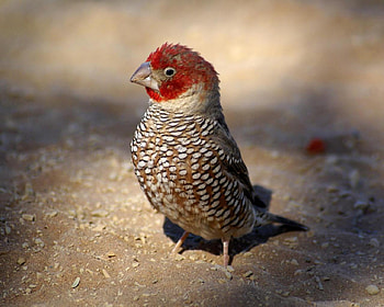 Bird, birds, animals HD wallpaper