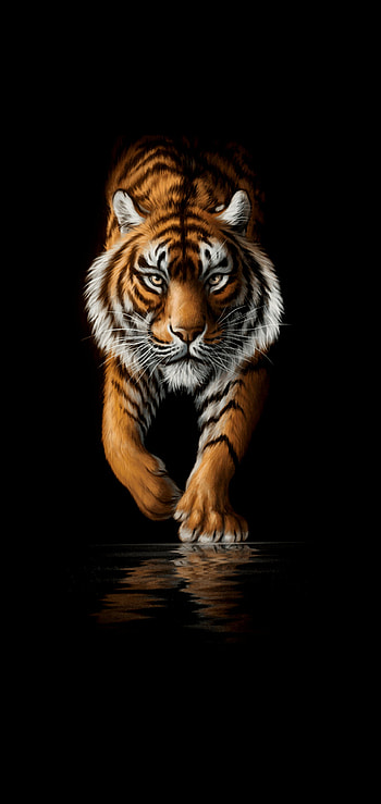 Stunning oled tiger, Vibrant and intense, High-quality , Eye-catching visuals HD phone wallpaper