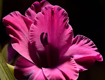 Gladiolus, nature, pretty, flower HD wallpaper