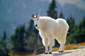 Mountain goat, Goats HD wallpaper