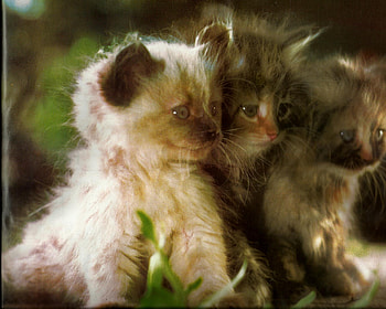 Kittens, two, cute, feline, paws HD wallpaper