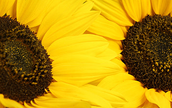 Yellow petals, nature, sunflower, yellow, flower HD wallpaper