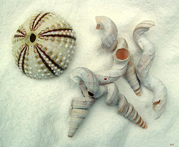 White On White, urchin, tones, white shells, white sand HD wallpaper