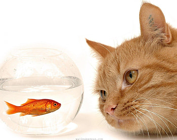 Crossed Eyes, crystal, crossed, eyes, cat, orange, ginger, fish, water, clear, look, aquarium HD wallpaper