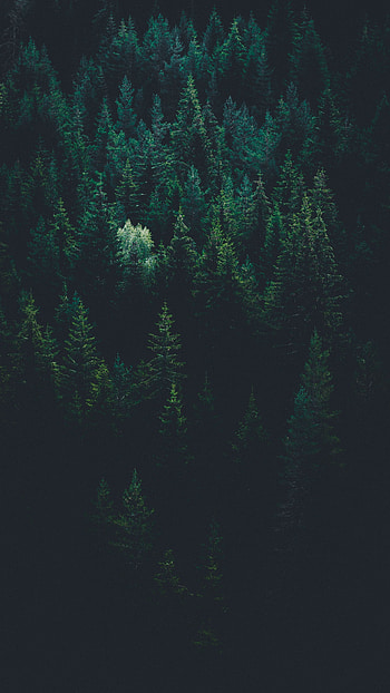 Nature, Trees, View From Above, Dark, Forest HD phone wallpaper