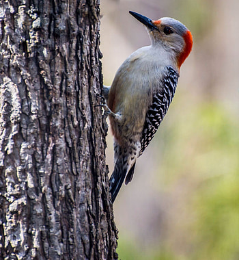 The red-bellied, Woodpecker HD phone wallpaper