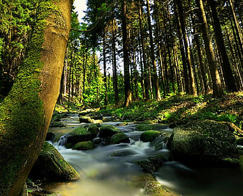 In the Forest, trees, river, nature, forest HD wallpaper