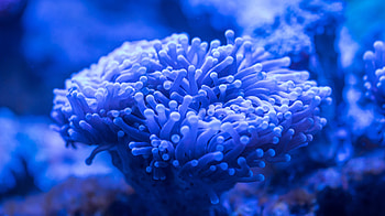 Blue coral, plants, underwater HD wallpaper