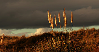 Nature, Grass, Plant, Dry, Stems, Panicles HD wallpaper