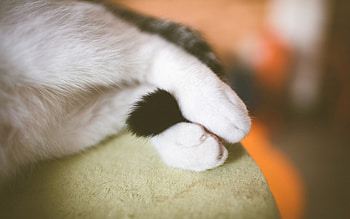 Mine!, white, black, cat, funny, paw, tail, orange HD wallpaper