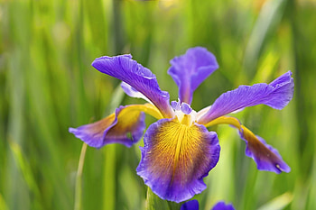 Spring Flower, blue, iris, petals, yellow, garden, lily, blossom HD wallpaper