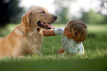 Tenderness, both, childhood, blonde, dogs, golden retriever, labrador, boy, animals, love, friendship, happy, child, forever, together HD wallpaper