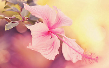 Flower, Macro, Shine, Light, Bright, Branch HD wallpaper