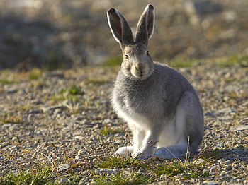Arctic hare , Stunning wildlife, , Captivating ry HD wallpaper