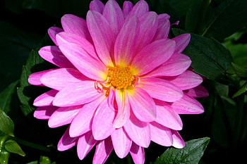 flower, plant, leaves, tree HD wallpaper