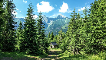 Nature, Trees, Grass, Mountains, Summer, Forest HD wallpaper
