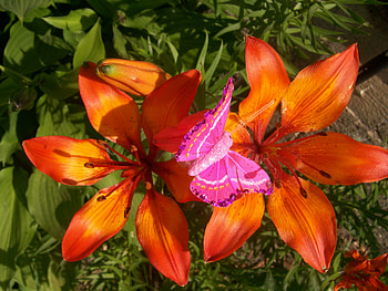 flower, flowers, nice HD wallpaper