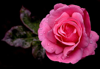 EXPOSED, rose, pink, flower, floral, natuer HD wallpaper