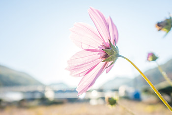 Pink cosmos, flowers, minimal, blossom, bud HD wallpaper
