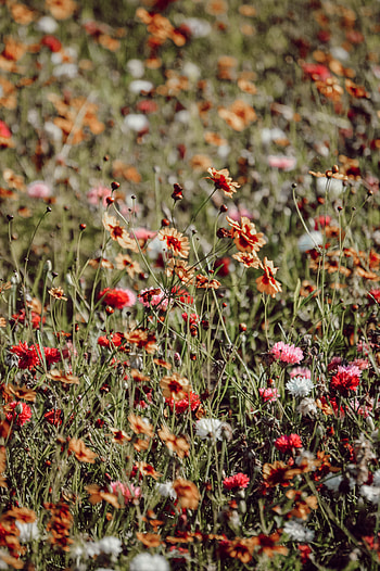 Flowers, Multicolored, Motley, Bloom, Flowering, Field, Wild HD phone wallpaper