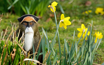 Animals, Monkeys HD wallpaper