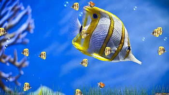 3D Fishes Windows 10 | , . HD wallpaper