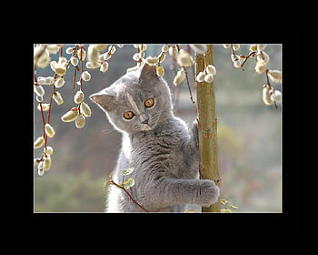 cute kitty, cute, furry, cat, kitty HD wallpaper