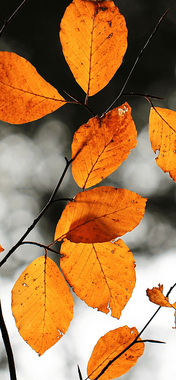 Autumn, Android , Stunning ry, Vibrant season HD phone wallpaper