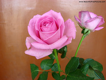 BEAUTY OF NATURE, pink, roses, beauty, flower HD wallpaper