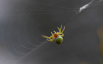 Web, Macro, Spider, Climb, Weave HD wallpaper