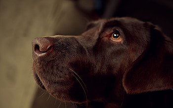 Animals, Dogs HD wallpaper