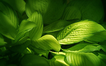 Hosta, Leaves HD wallpaper