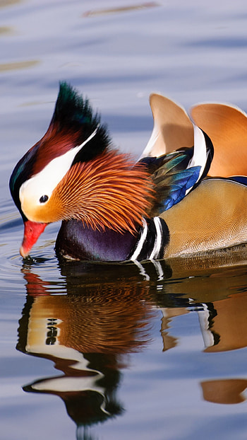 Mandarin Duck, Duck Wings HD phone wallpaper