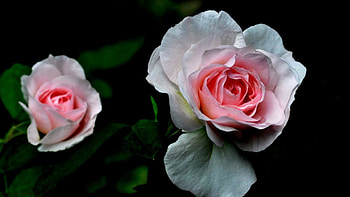 Roses, rose, pink, white, amazing HD wallpaper