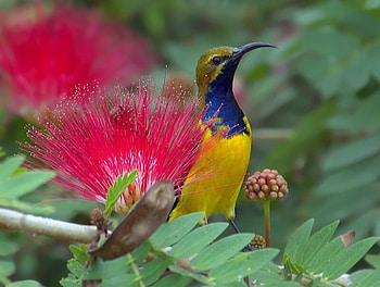 Pretty Sunbird, sunbird, pink, pretty, flower, lovely HD wallpaper
