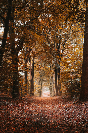 Nature, Trees, Autumn, Alley, Path, Foliage, Dahl, Distance HD phone wallpaper