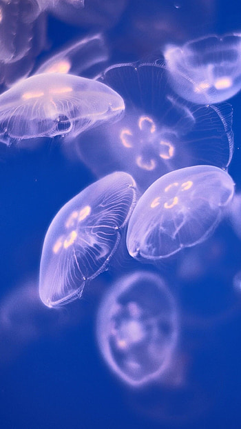 Jellyfish , Captivating backgrounds, Mesmerizing beauty, Radiant glow HD phone wallpaper