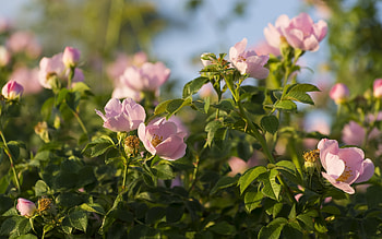 Plants, Flowers HD wallpaper