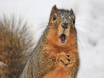 Ohhhhhhhhhhh!!!!!!!!!!!, winter, animal, fur, day, snow, nature, squirrel HD wallpaper