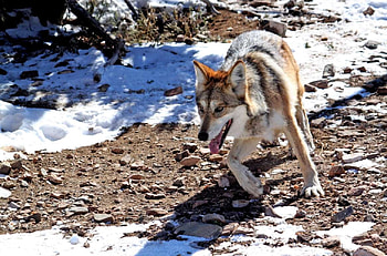 Beautiful Wolf, fur, wild, wolf, snow HD wallpaper
