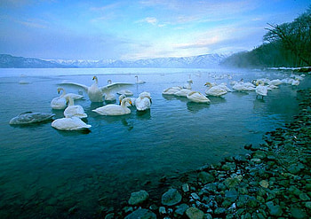 Swans in Lake, swans, beautiful, in lake HD wallpaper