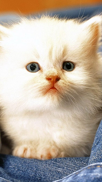 Cute Baby Cat, Cat Lover HD phone wallpaper