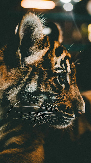 Adorable baby tiger, Captivating , Cute and cuddly, Playful atmosphere HD phone wallpaper